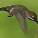 Colibri corinne
