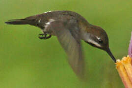 Long-billed Starthroat