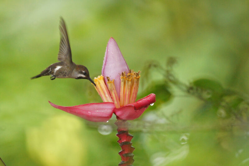 Long-billed Starthroat