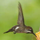 Colibri corinne