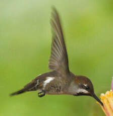 Colibri corinne