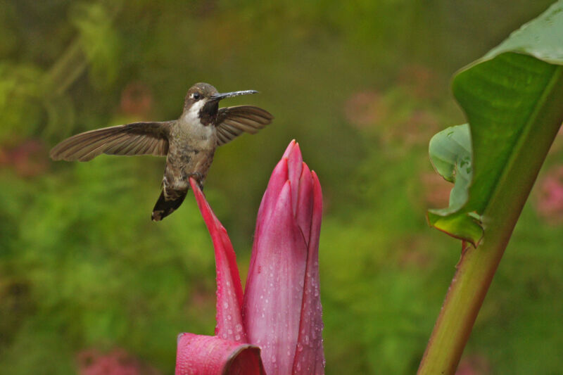 Long-billed Starthroat