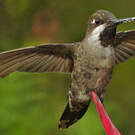 Colibri corinne