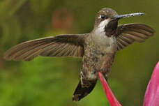 Colibri corinne