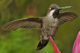 Long-billed Starthroat