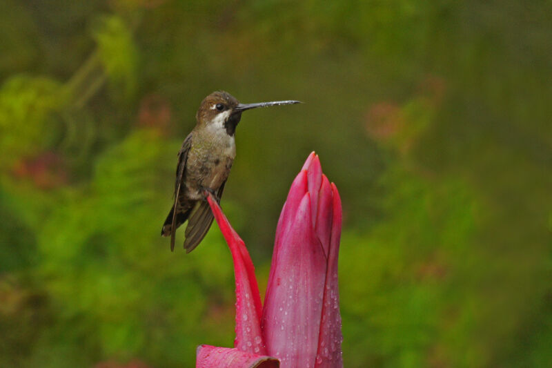 Long-billed Starthroat