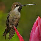 Colibri corinne