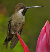 Long-billed Starthroat