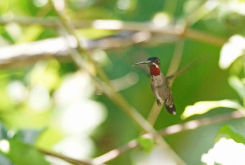 Long-billed Starthroat