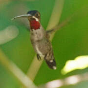 Long-billed Starthroat