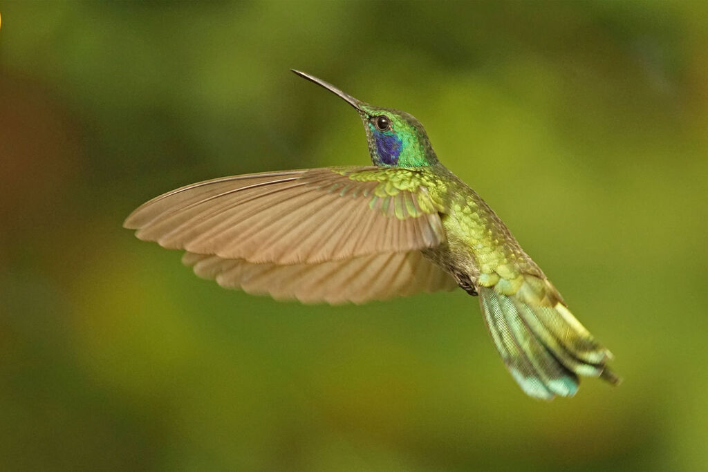 Colibri cyanote