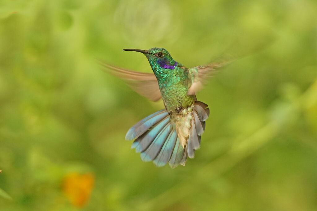 Colibri cyanote