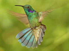 Colibri cyanote