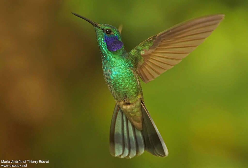 Lesser Violetearadult, pigmentation, Flight