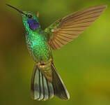 Colibri cyanote