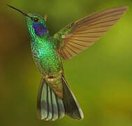 Lesser Violetear