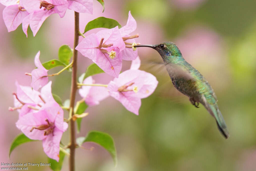 Colibri cyanoteimmature, Vol, mange