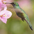 Colibri cyanote