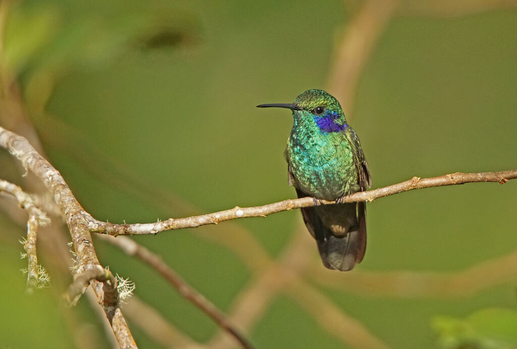 Colibri cyanote