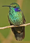 Colibri cyanote