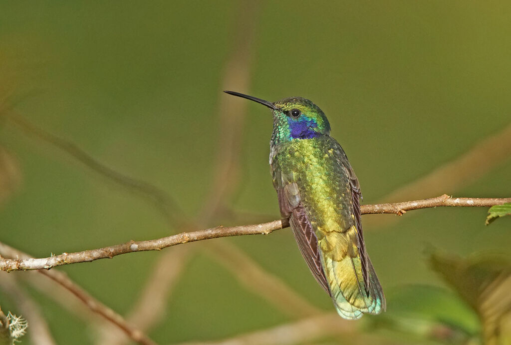 Colibri cyanote