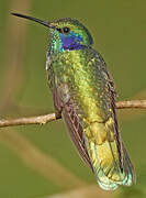 Lesser Violetear