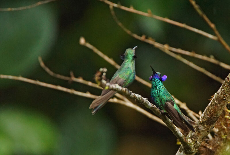 Colibri d'Anaïs femelle