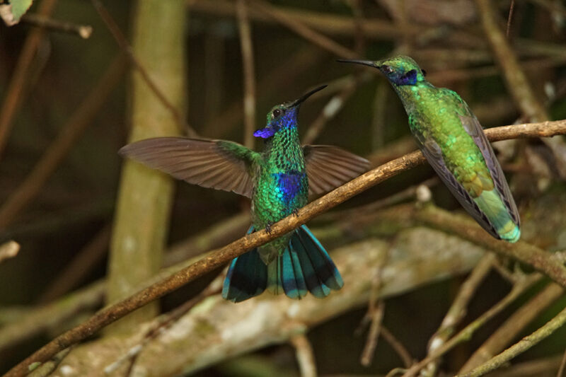 Colibri d'Anaïs adulte