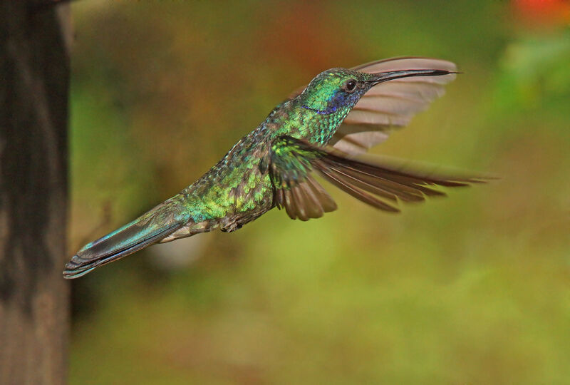 Colibri d'Anaïs