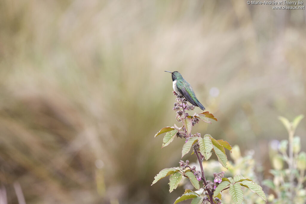 Blue-throated Hillstar