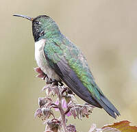 Colibri d'El Oro