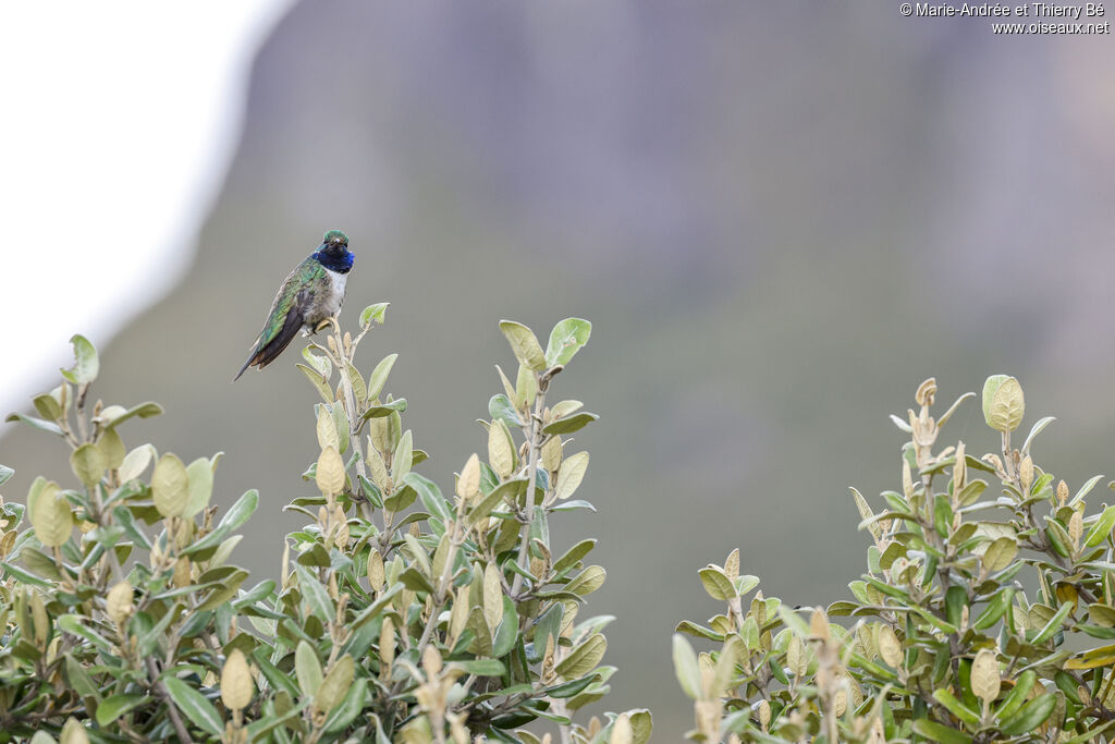 Blue-throated Hillstar