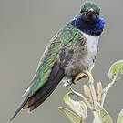 Colibri d'El Oro