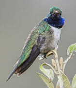 Blue-throated Hillstar