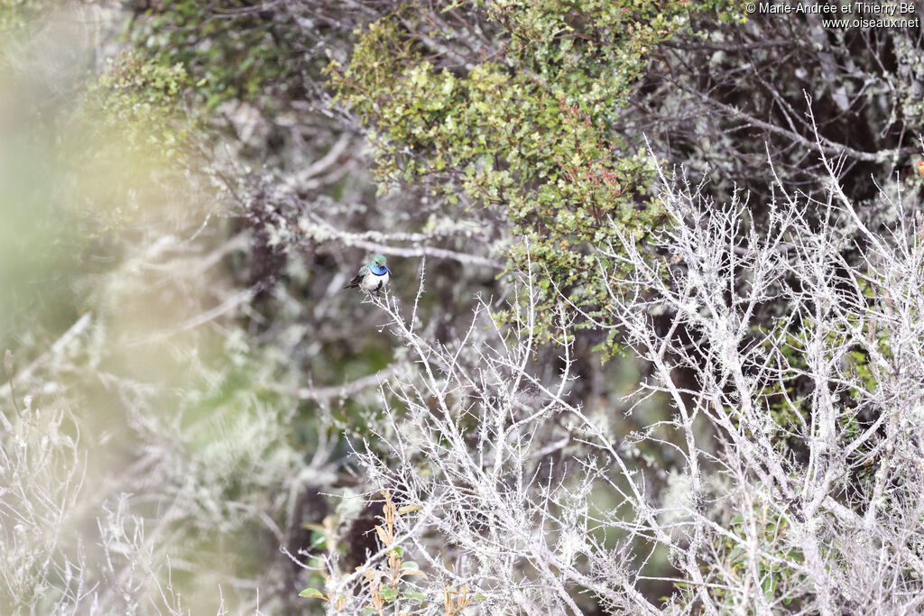 Colibri d'El Oro