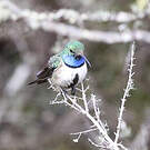 Colibri d'El Oro
