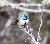 Colibri d'El Oro