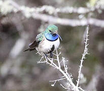 Colibri d'El Oro