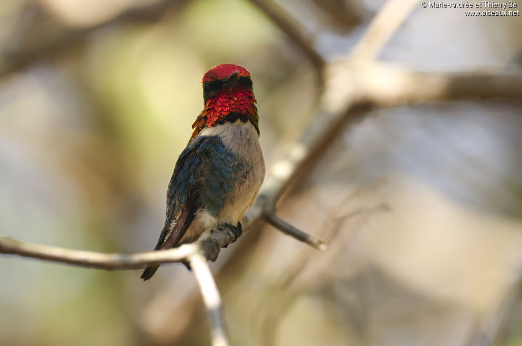 Bee Hummingbird male, adult