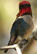 Colibri d'Elena
