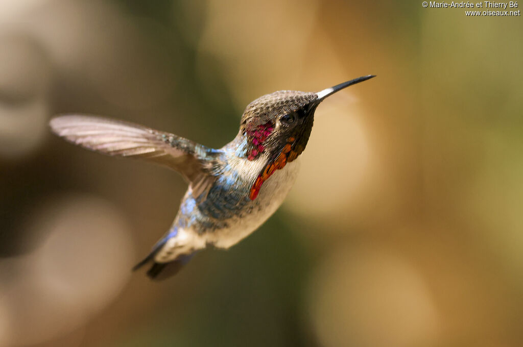 Colibri d'Elena