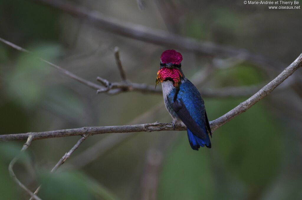 Colibri d'Elena