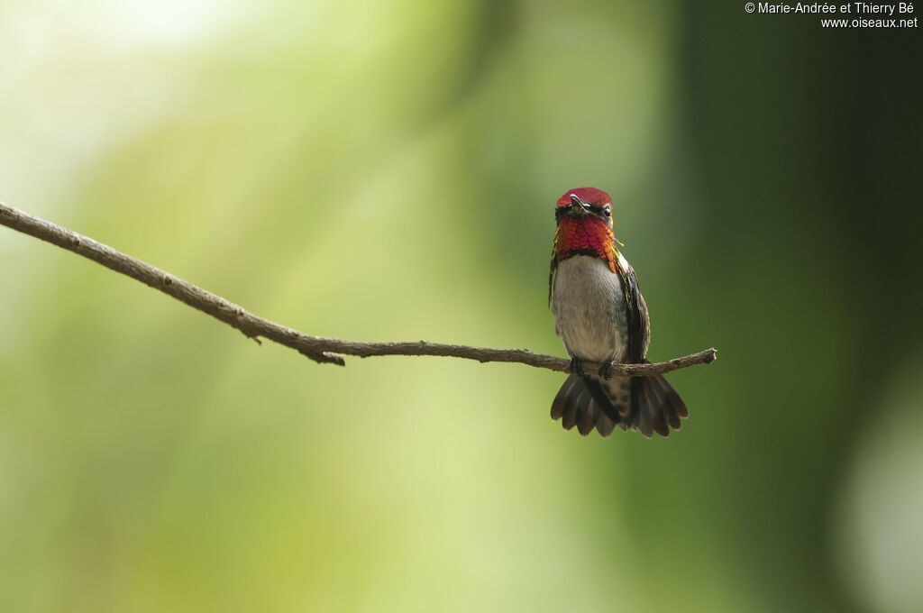 Colibri d'Elena