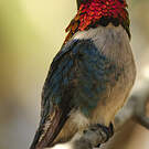 Colibri d'Helen
