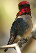 Colibri d'Helen
