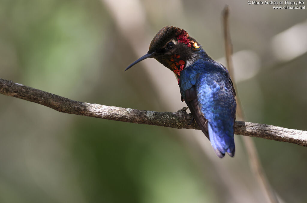 Bee Hummingbird male adult