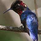 Colibri d'Helen