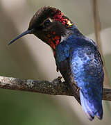 Colibri d'Helen