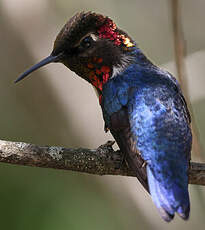 Colibri d'Helen