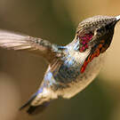 Colibri d'Helen